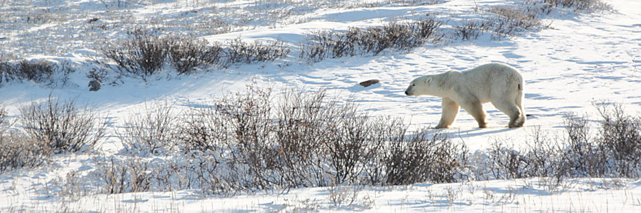 Manitoba_Churchill_PolarB_Day4_1337.jpg