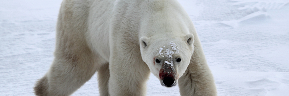 Manitoba_Churchill_PolarB_Day4_2182.jpg