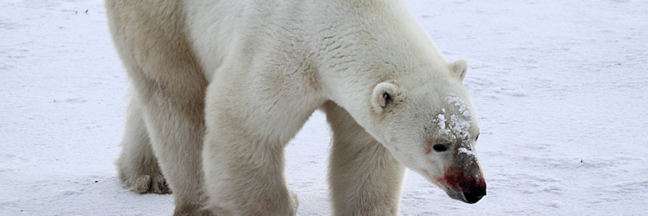 Manitoba_Churchill_PolarB_Day4_2185.jpg