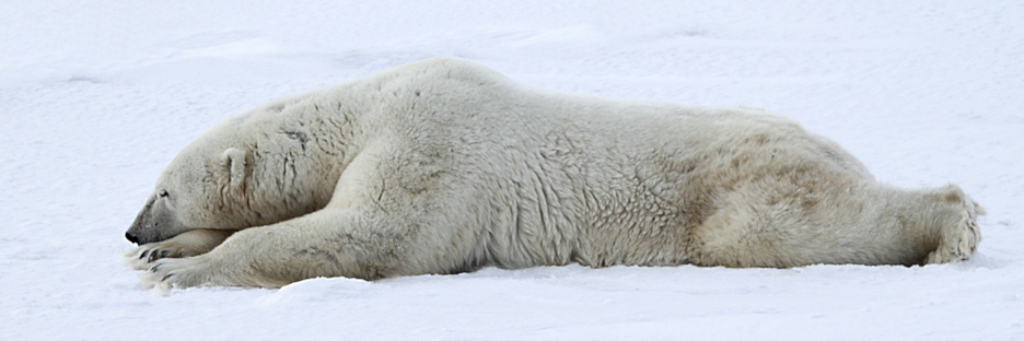 Manitoba_Churchill_PolarB_Day4_2187.jpg