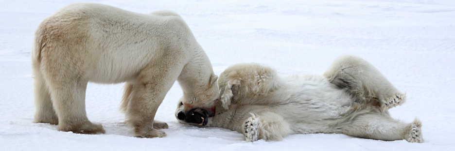 Manitoba_Churchill_PolarB_Day4_2191.jpg