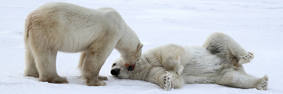 Manitoba_Churchill_PolarB_Day4_2192.jpg