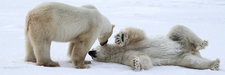 Manitoba_Churchill_PolarB_Day4_2193.jpg