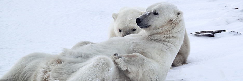 Manitoba_Churchill_PolarB_Day4_2212.jpg
