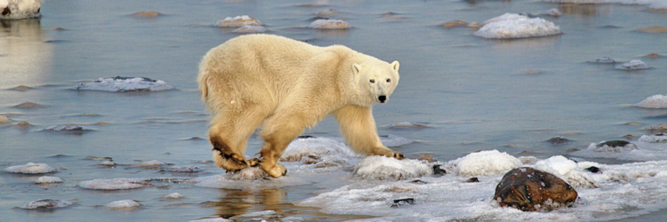 Manitoba_Churchill_PolarB_Day5_2380.jpg
