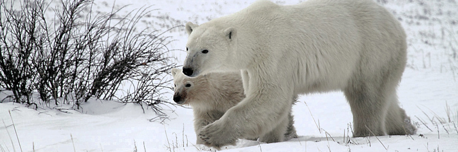 Manitoba_Churchill_PolarB_Day6_2522.jpg