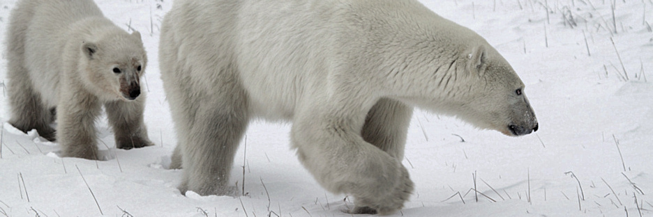 Manitoba_Churchill_PolarB_Day6_2526.jpg