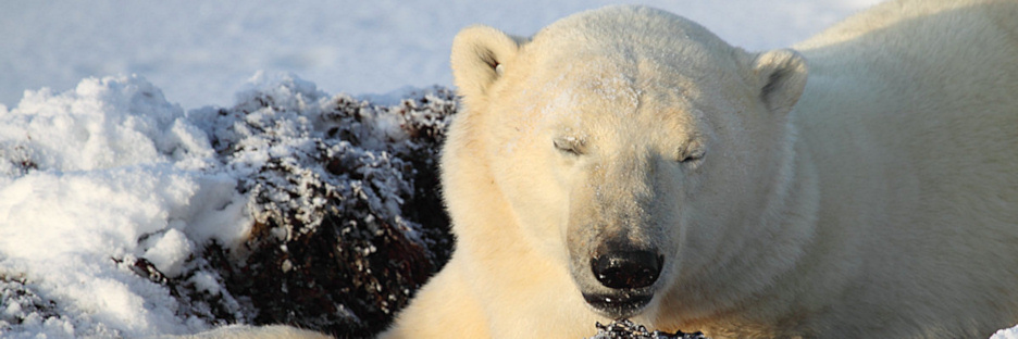 Manitoba_Churchill_PolarBears1625.jpg