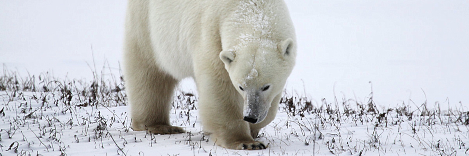 Manitoba_Churchill_Polar_Day3b_1785.jpg