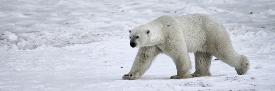 Manitoba_Churchill_Polar_Day3b_1791.jpg