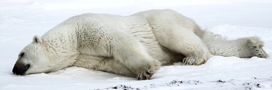 Manitoba_Churchill_Polar_Day3b_1865.jpg