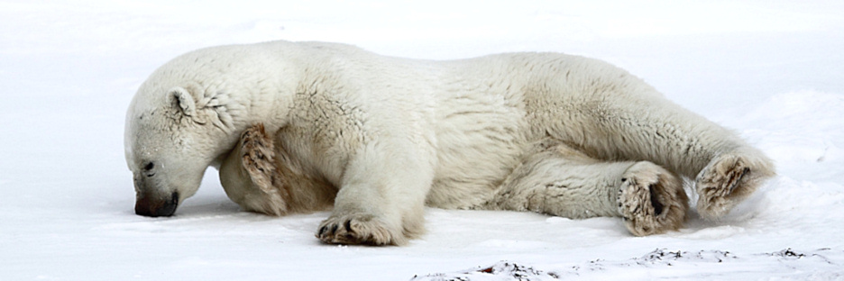 Manitoba_Churchill_Polar_Day3b_1866.jpg