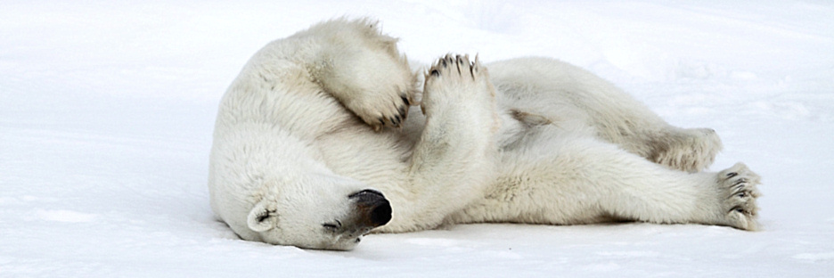 Manitoba_Churchill_Polar_Day3b_1871.jpg