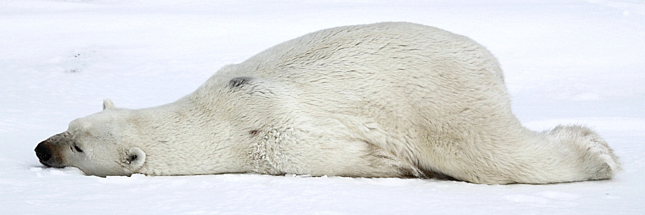 Manitoba_Churchill_Polar_Day3b_1873.jpg