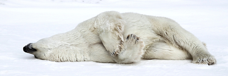 Manitoba_Churchill_Polar_Day3b_1874.jpg
