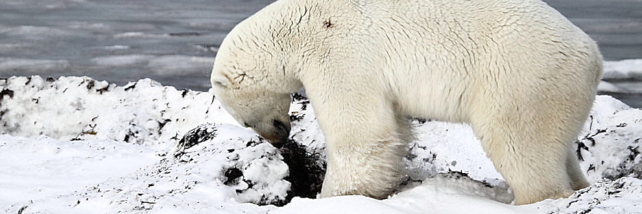Manitoba_Churchill_Polar_Day3b_1884.jpg