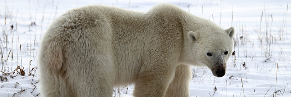 Manitoba_Churchill_Polar_Day3b_1894.jpg