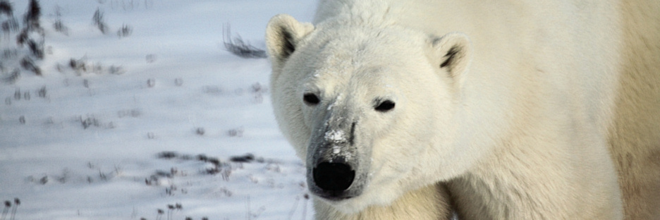 Manitoba_Churchill_Polar_Day3b_1904.jpg