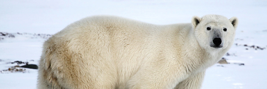 Manitoba_Churchill_Polar_Day3b_1908.jpg