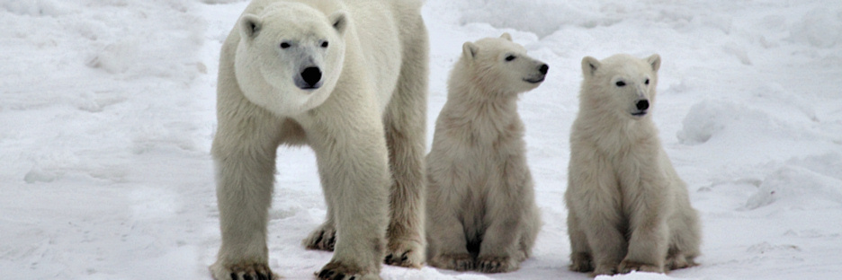 Manitoba_PolarBears_2507.jpg