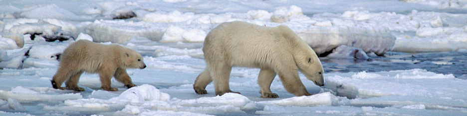 Manitoba_Churchill_PolarB_Day3_2021.jpg