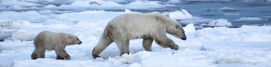 Manitoba_Churchill_PolarB_Day3_2026.jpg