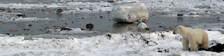 Manitoba_Churchill_PolarB_Day5_2361.jpg