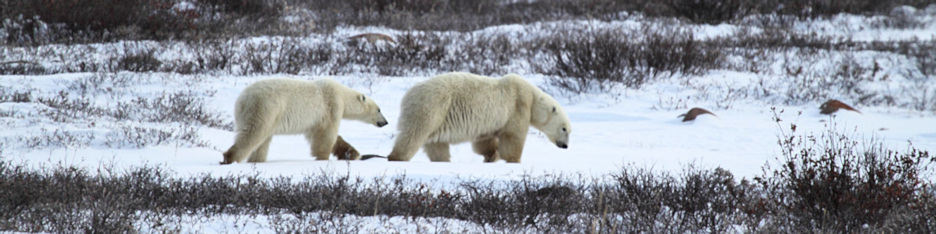Manitoba_Churchill_PolarB_Day5_2454.jpg