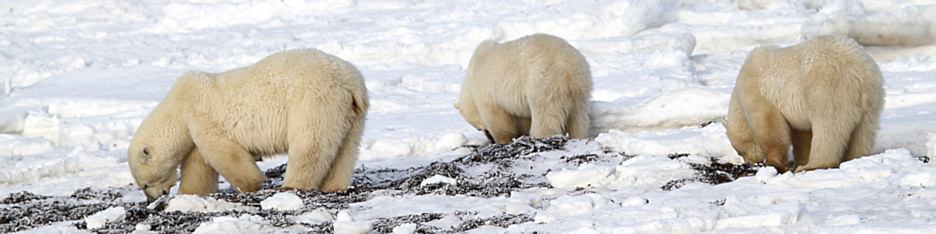 Manitoba_Churchill_PolarBears_1538.jpg
