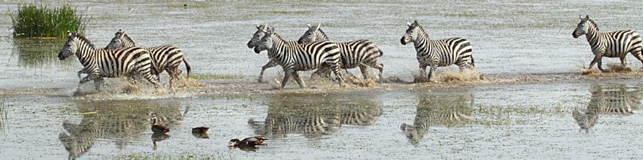 ZebraCrossing_5465_4x1.jpg
