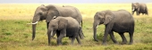 Elephants_5493