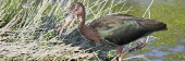 GlossyIbis_5411