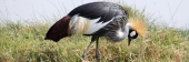 GreyCrownedCrane_5445