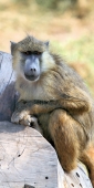 Yellowbaboons_5441_v