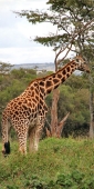 Nairobi_GiraffeCentre_4500_v