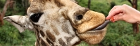 Nairobi_GiraffeCentre_4510