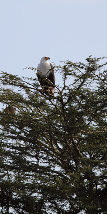 AfricanFishEagle_5907.jpg