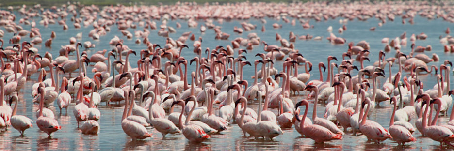 LesserFlamingos_5827.jpg