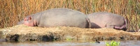 Hippos_2208