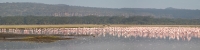 LakeNakuru_Flamingos_P3_2076_Panorama_9_4x1