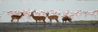 Lake_Impala&Flamingos_5788