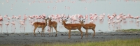Lake_Impala&Flamingos_5789