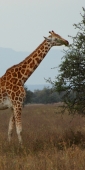 RothchildsGiraffe_2118_v