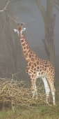 RothchildsGiraffe_5631_v
