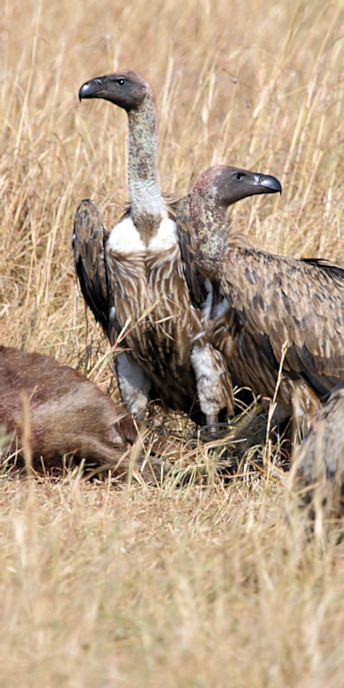 Hooded&griffonVultures_5946_v.jpg