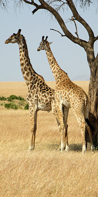 MaasaiGiraffes_MalesNecking_2336_v.jpg