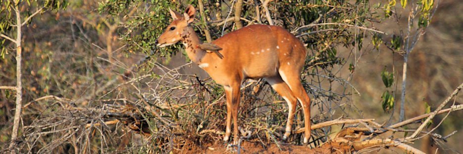 BushBuck_6678.jpg