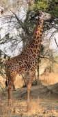 MaasaiGiraffe_2466_v