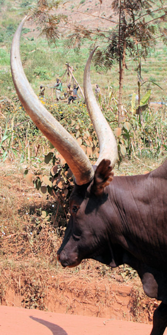 RwandanCattle_6712_v.jpg