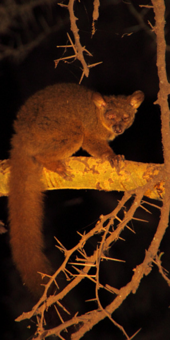 GreaterBushBaby_NightDrive_4795_v.jpg